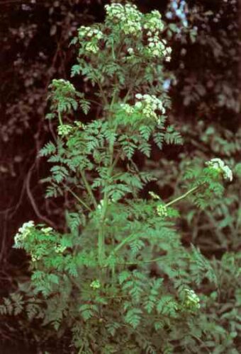 The Magical Uses of Hemlock
